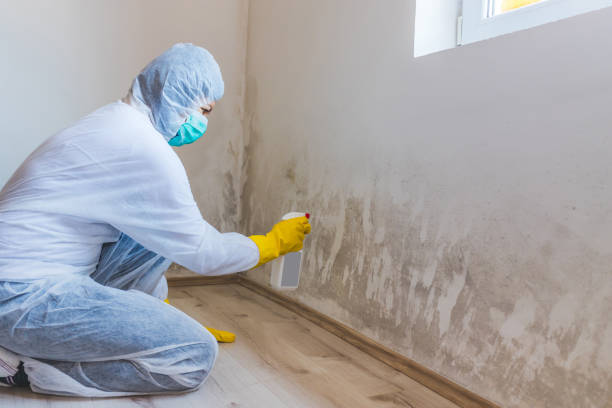 Licensed Black Mold Removal service in Bennett, NC - WQB Mold Removal