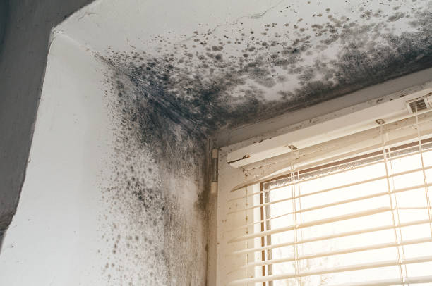 Affordable Black Mold Removal solutions in Bennett, NC